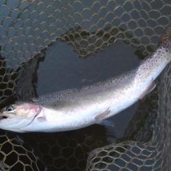 大安トラウトレイク 釣果